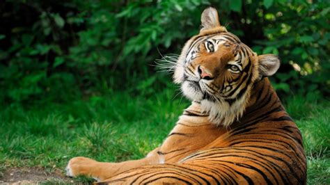 caracteristicas de los tigres